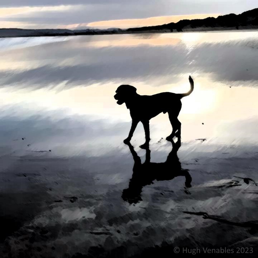 Silhouetted photograph of a black dog on a beach, amidst dimming evening light