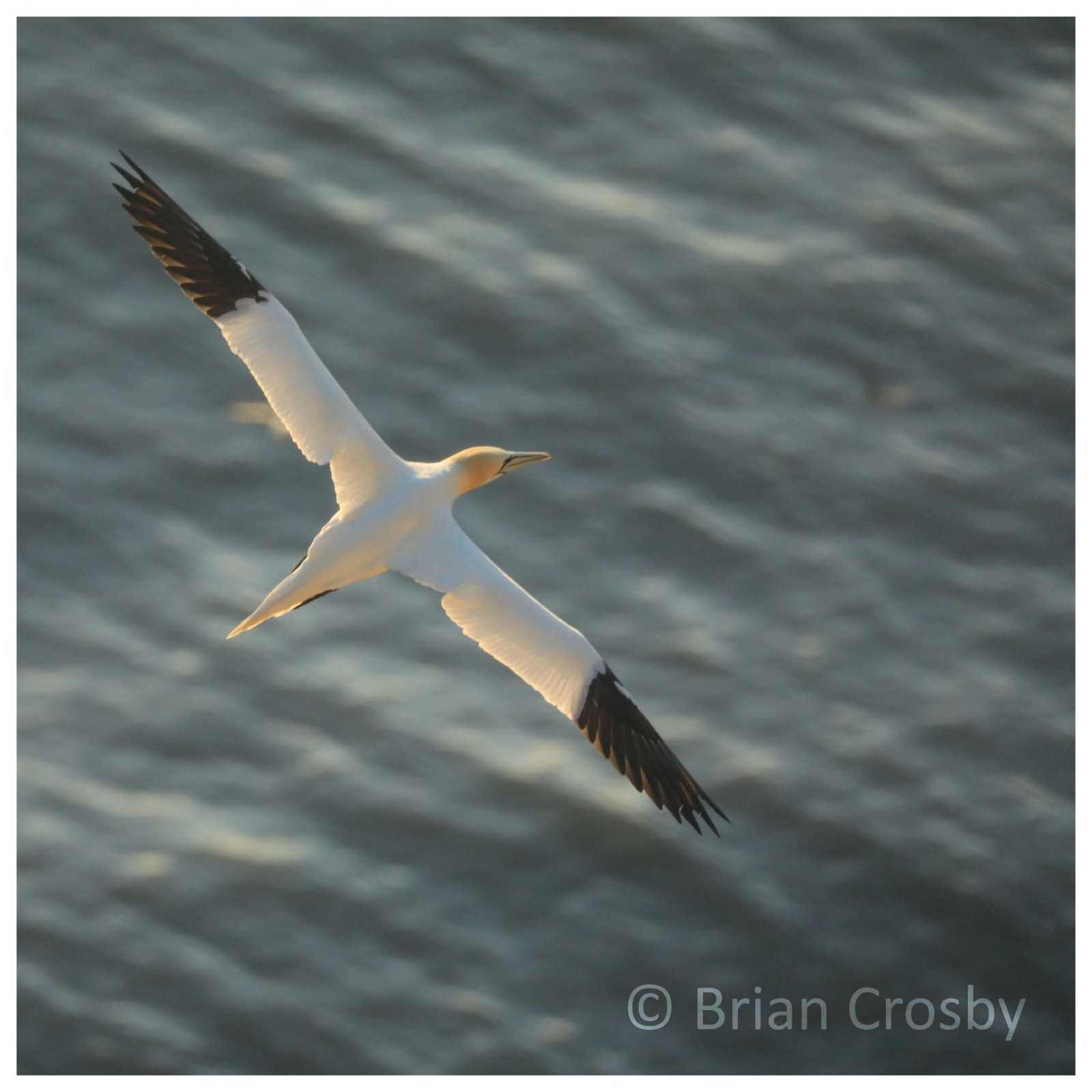 Photograph of a gannet in flight over the sea. Credit to Brian Crosby (@briancrosby163)